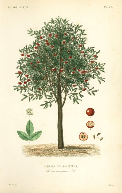 Sorbier des oiseleurs, Sorbus aucuparia - Unbekannt