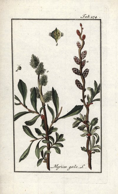 Poivre royal ou myrte des marais (Myrica gale). Lithographie de « Afbeelding der Artseny-Gewassen » par Johannes Zorn (1739-1799), Pays-Bas - Unbekannter Künstler