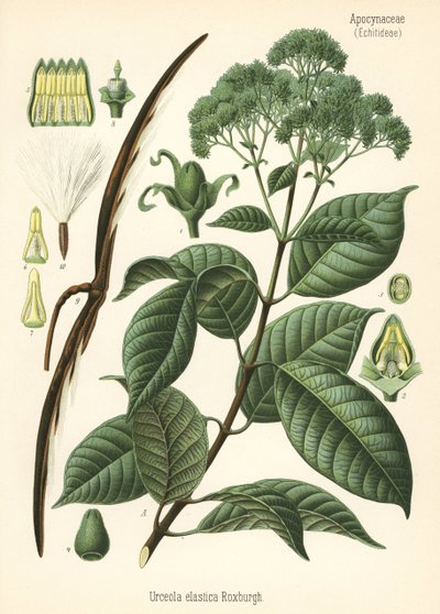Arbre à caoutchouc, Urceola elastica. Chromolithographie d