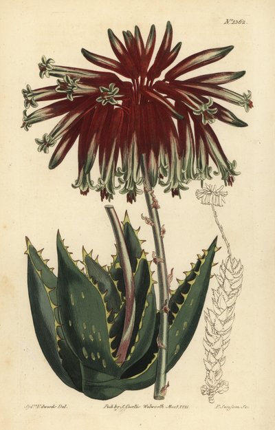 Aloès perfolié ou aloès mitré - Unbekannt