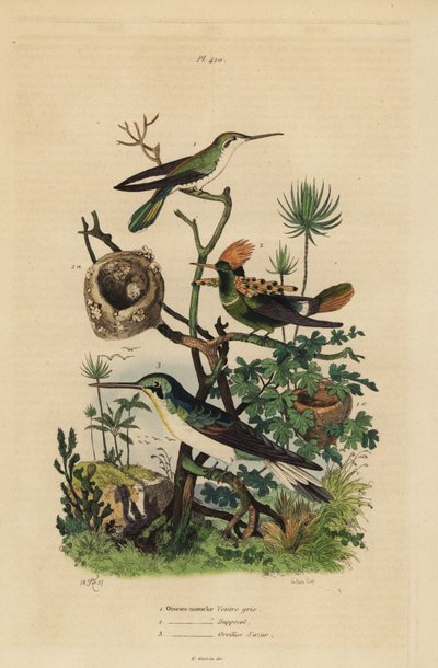 Colibri à queue rousse, Amazilia tzacatl, coquette huppée, Lophornis ornatus, et fée à oreilles noires, Heliothryx auritus - Unbekannt