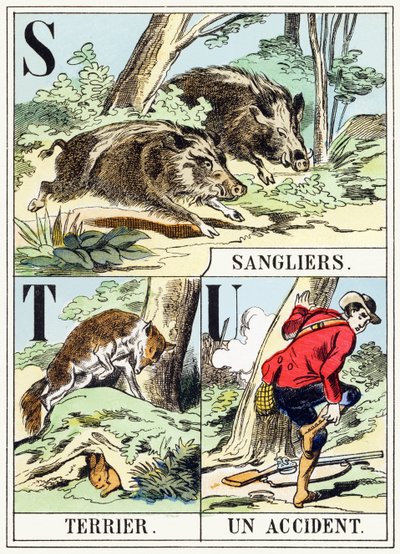 S T U : Sanglier, Terrier, Un accident - L