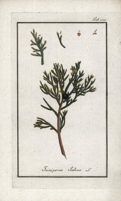 Genévrier sabine (Juniperus sabina). Lithographie de « Afbeelding der Artseny-Gewassen » par Johannes Zorn (1739-1799), Pays-Bas - Unbekannter Künstler