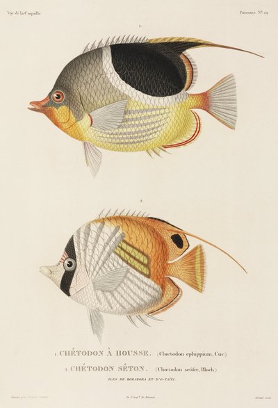 Poissons-papillons à selle et Auriga, Pacifique Sud - Unbekannter Künstler