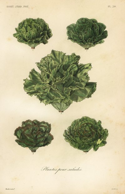 Légumes pour salades - Unbekannt