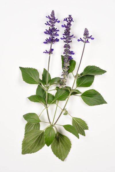 Salvia longispicata (s) farinacea/Big Blue/Sauge hybride - Unbekannt