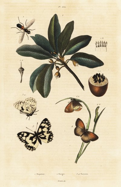 Sapotille et papillons de nuit - Unbekannter Künstler