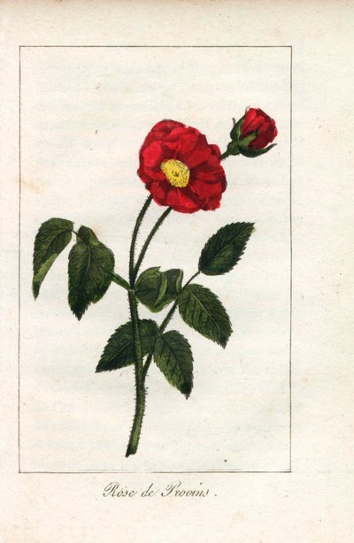 Rose de Provence écarlate, rose de Provins, Rosa gallica. Gravure sur cuivre coloriée à la main d