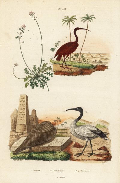 Ibis rouge, Eudocimus ruber 2, ibis sacré africain, Threskiornis aethiopicus 3,4, et ibéris, Iberis sempervirens 1 - Unbekannt