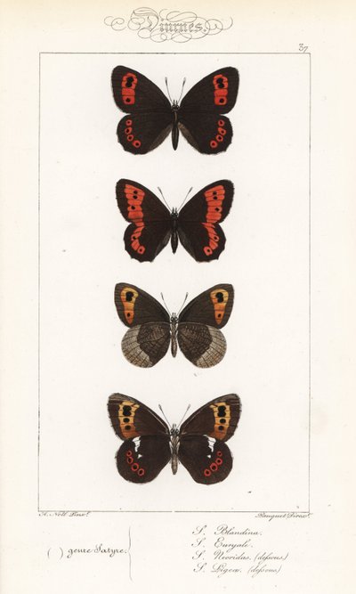 Argus écossais, Erebia aethiops, grand némusien, Erebia euryale, némusien d