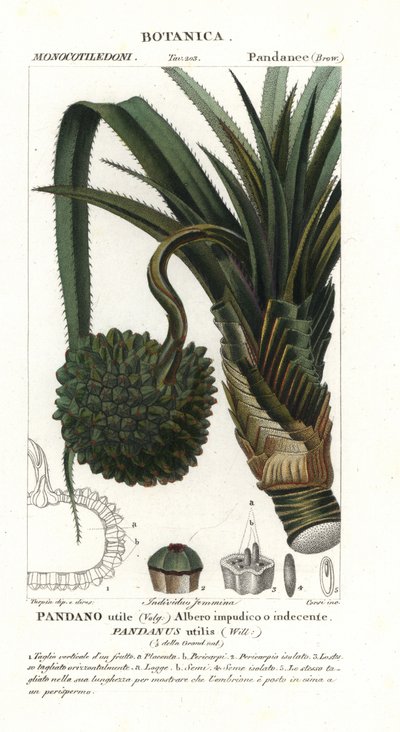 Pandanus utilis - Unbekannter Künstler
