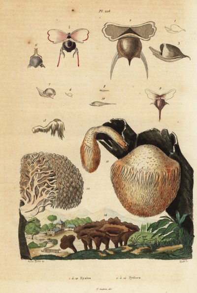 Escargots de mer, Diacavolinia limbata et Diacria trispinosa, et champignons Hydnum, hydne sinué, Hydnum repandum, hydne coralloïde, Hericium coralloides, etc. - Unbekannt