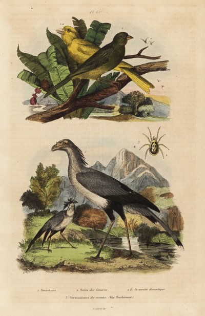 Messager sagittaire, Sagittarius serpentarius, canaris sauvages et apprivoisés, Serinus canaria - Unbekannt