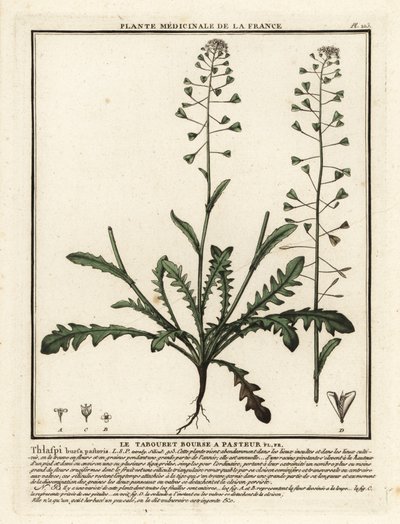 Capselle bourse-à-pasteur, Capsella bursa-pastoris - Unbekannter Künstler