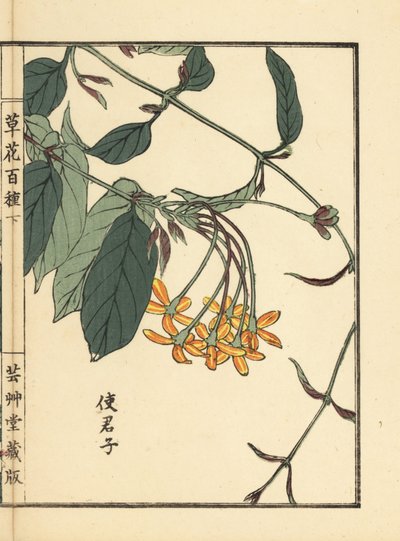 Shikunshi, chèvrefeuille chinois ou liane de Rangoon, Combretum indicum. De Kusa Bana Hyakushu (Cent Variétés de Fleurs), Tokyo, Yamada - Unbekannter Künstler