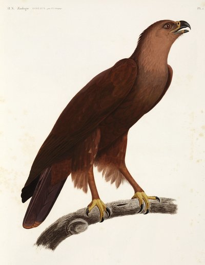 Aigle criard, Égypte - Unbekannter Künstler