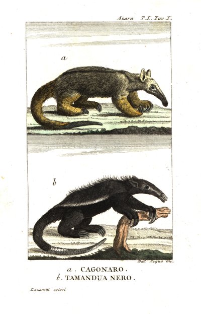 Fourmilier soyeux ou fourmilier pygmée (Fourmilier) (Cagouare d