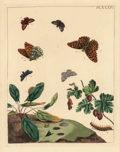 Papillon nacré, Argynnis paphia, zygène de la spirée, Adscita statices, ou phalène de la groseille, Halia vauaria, petit cuivré, Lycaena phlaeas, hespérie de la houque, Erynnis tages, et groseillier, Ribes grossularia - Unbekannter Künstler