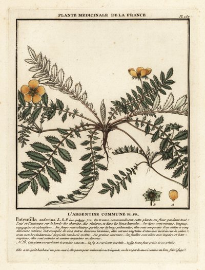 Potentille ansérine, Potentilla anserina - Unbekannter Künstler