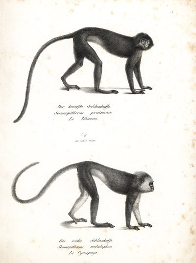 Lutung argenté, Trachypithecus cristatus (Semnopithecus pruinosus) et surili de Sumatra, Presbytis melalophos (Semnopithecus melalophos) en danger. Lithographie par Karl Joseph Brodtmann de l