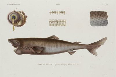Requin dormeur, Islande, début du 19e siècle - Unbekannter Künstler