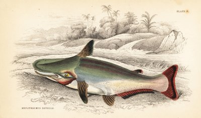 Poisson-chat à tête inclinée, Ageneiosus inermis (Dawalla des Arawaaks, Hypothalmus davalla). Gravure sur acier coloriée à la main par W.H. Lizars d
