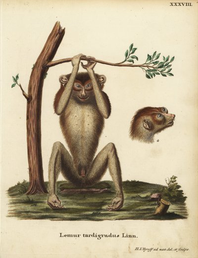 Lémur lent ou loris mince rouge, Loris tardigradus. En danger. Lemur tardigradus Linn. Illustration d