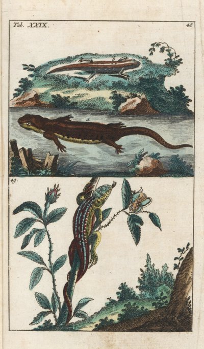 Triton lisse ou commun et lézard des sables - Eau-forte par Gottlieb Tobias Wilhelm (1758-1811), de l