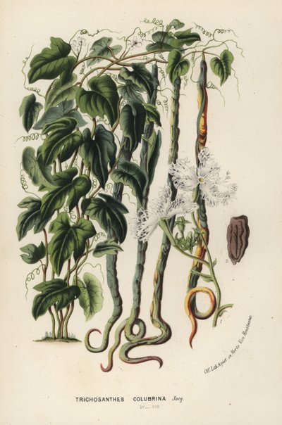 Gourde serpent, Trichosanthes cucumerina (Concombre serpent ou fleur de cheveux, Trichosanthes colubrina). De Flore des Serres et des Jardins de l