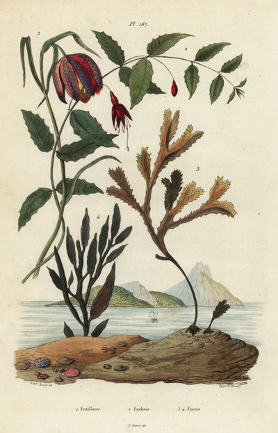 Fritillaire pintade, Fritillaria meleagris 1, fuchsia colibri, Fuchsia magellanica 2, fucus dentelé, Fucus serratus 3 et Fucus siliqueux 4. Fritillaire, Fuchsia, Fucus - Unbekannt