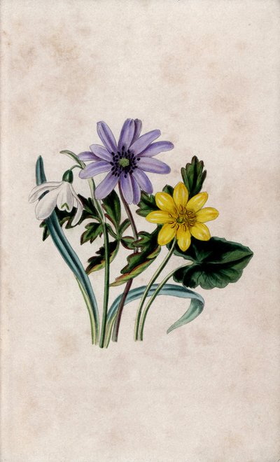 Perce-neige, anémone bleue et petite chélidoine. Lithographie par Louisa Anne Twamley (1812-1895) dans Our Wild Flower, Charles Tilt, Londres, Angleterre - Unbekannter Künstler