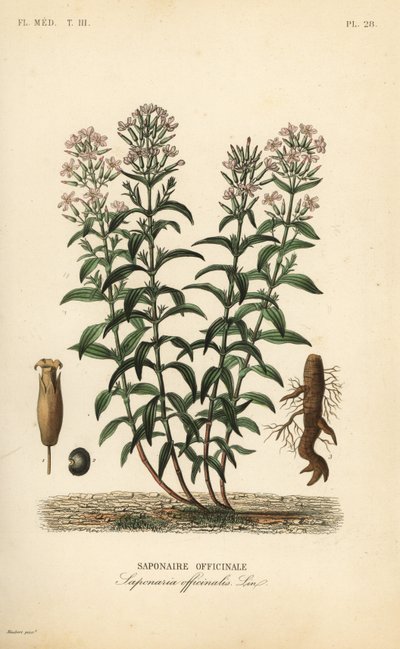 Saponaire officinale, Saponaria officinalis - Unbekannt