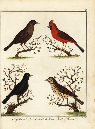 Oiseaux chanteurs : rossignol, oiseau rouge, merle et grive - Unbekannter Künstler