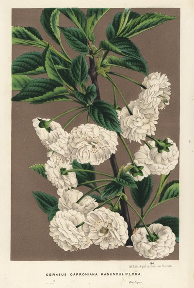 Cerisier acide, Prunus cerasus (caproniana ranunculiflora). Lithographie coloriée à la main de Flowers of the Gardens and Hothouses of Europe, Flore des Serres et des Jardins de l