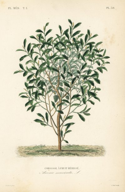 Corossol, Annona muricata - Unbekannt