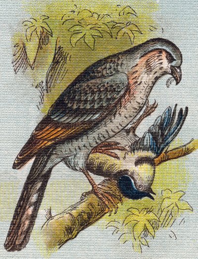 Moineau. Gravure dans "Alphabet de ma petite fille". Bernardin-Bechet et Fils, libraires-éditeurs, Paris, vers 1895. Album incassable sur toile. Bibliothèque des Bébés. 12 pages. Album contenant une méthode de lecture et un abécédaire illustratif. - Unbekannt