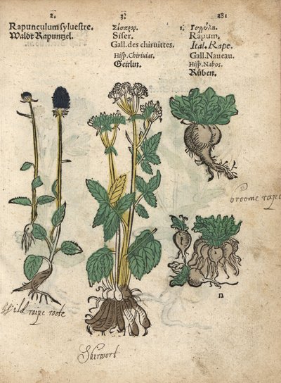 Raiponce en épi, Phyteuma spicatum, chervis, Sium sisarum, et navet, Brassica rapa. Gravure sur bois coloriée à la main d