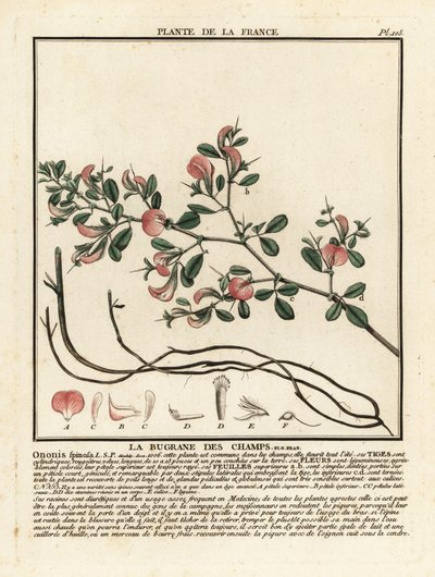 Bugrane épineuse, Ononis spinosa - Unbekannter Künstler