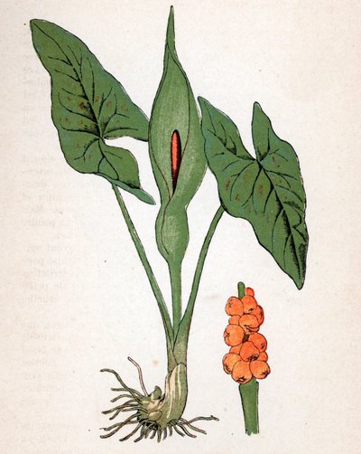 Gouet tacheté (Arum maculatum ou Chandelle, Manteau de la Sainte Vierge, Pilette ou Vachotte) - Unbekannter Künstler