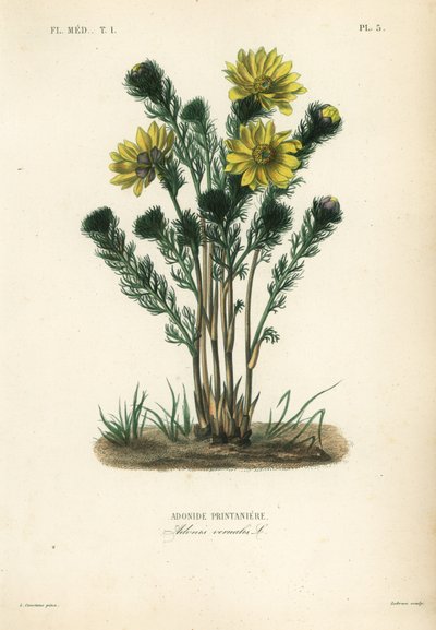 Adonide printanière, Adonis vernalis - Unbekannt