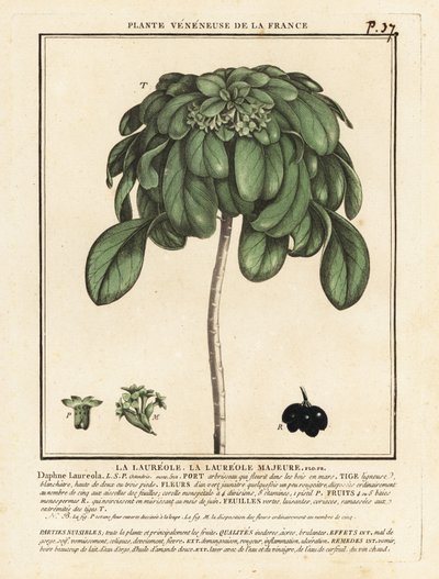 Laurier des bois, Daphne laureola - Unbekannter Künstler