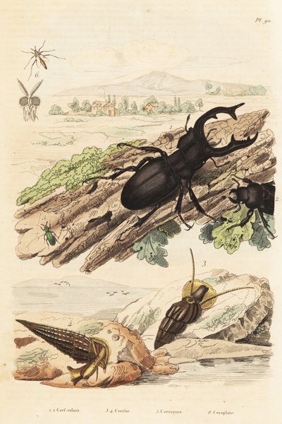 Lucane cerf-volant, Lucanus cervus 1, Cerithium sulcatum et Rhinoclavis aspera mollusques 3,4, Cerocoma elateroides 5 et Keroplatus tipuloides guêpe 6 - Unbekannt