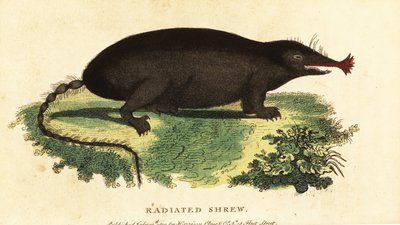 Taupe à nez étoilé, Condylura cristata - Unbekannter Künstler