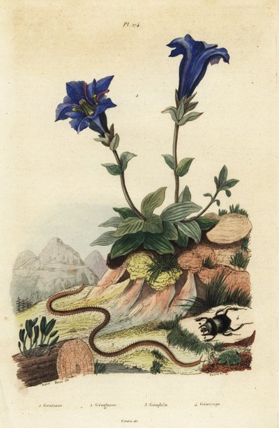 Gentiane acaule, Gentiana acaulis, Clavaria ophioglossoides, mille-pattes, Geophilus walckenaerii et scarabée, Geotrupes momus - Unbekannt