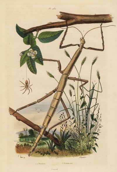 Phasmes, Carausius morosus et Clonopsis gallica, et araignée-crabe vagabonde, Philodromus aureolus - Unbekannt