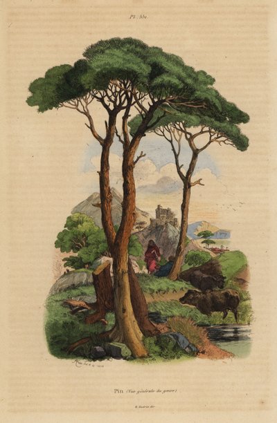Pin parasol, Pinus pinea, Pin - Unbekannt