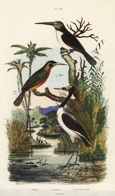 Cigogne, Jabiru mycteria, jacamar à queue rousse, Galbula ruficauda et jacamar à trois doigts, Jacamaralcyon tridactyla - Unbekannt