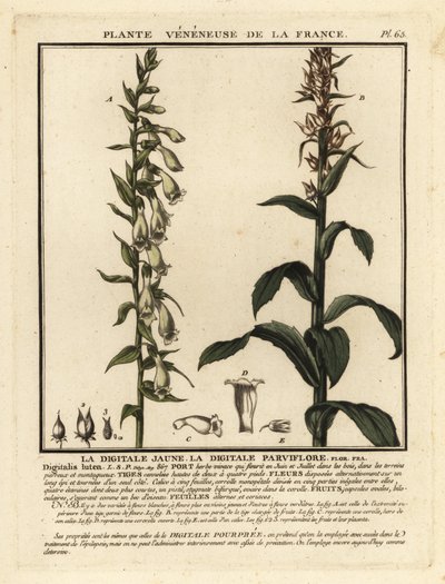 Digitale jaune, Digitalis lutea - Unbekannter Künstler