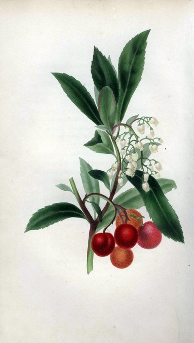 Arbousier avec fleurs et fruits, Arbutus unedo - Unbekannter Künstler