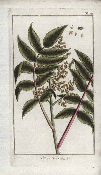 Sumac des corroyeurs ou des voyageurs (Rhus coriaria) - Unbekannter Künstler